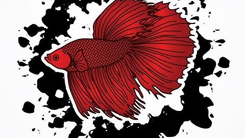 Hướng Dẫn Cách Ép Cá Betta Xiêm