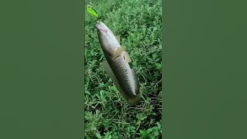 Lên Cá Lóc Khủng Lúc Chiều tối #shorts #caulure #caucaloc #lure