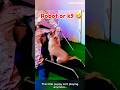 Dog training puppy robot #dog #germanshepherd #belgianmalinois #dogtraining #k9