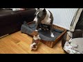 jack russell terrier vs pitbull