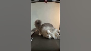 Cat Tries Treadmill Workout… and Fails Hilariously! 🤖😂 | AI