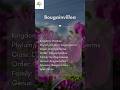Taxonomic Classification of Bougainvillea