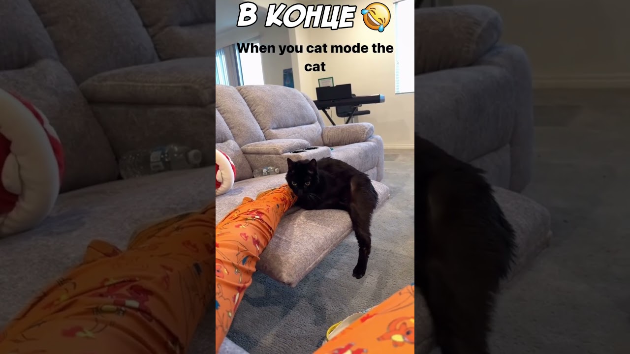 🤣Funny cats and dogs №255🤣 