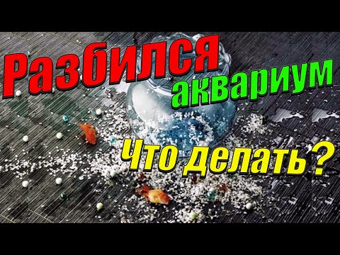 Лопнул аквариум! Что делать? История о том, как у меня лопнул аквариум.