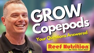 How To Culture Copepods Easy Your Questions Answered By An Expert