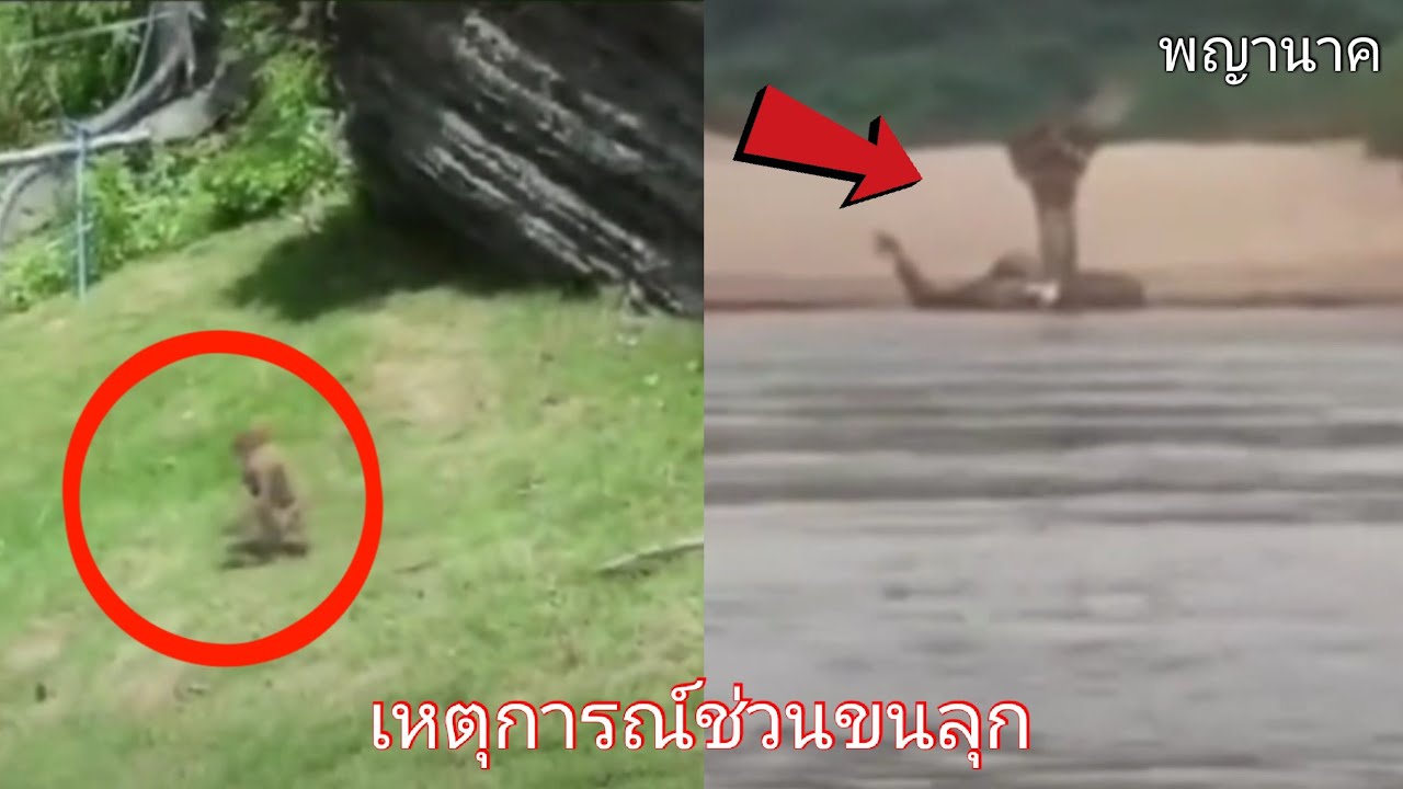 ชาวบ้านหลอน เหตุการณ์ช่วนขนลุก พญานาคโผล่ .