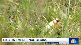 Cicadas are HERE! Cicadas begin emergence in droves, leaving some residents to celebrate