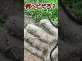 ヘビの赤ちゃん