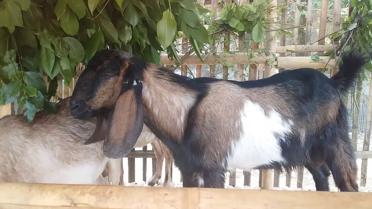 Kambing kacang 