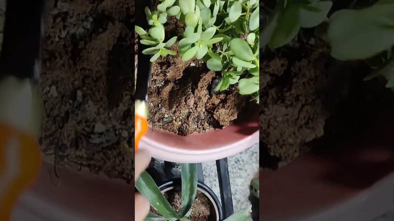 Garden Box Tools at Best Price With Free Gift