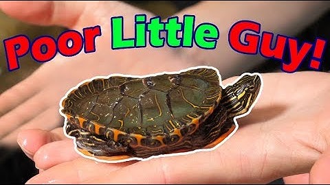 Our Newest Rescue is Deformed :(