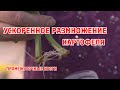 Промежуточные итоги ускоренного размножения картофеля