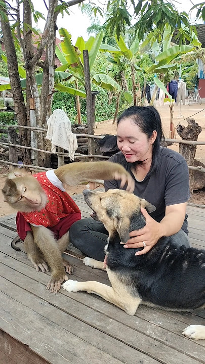 Amazing SokYaa,OG, ToTo Animals Are So Awesome #shorts