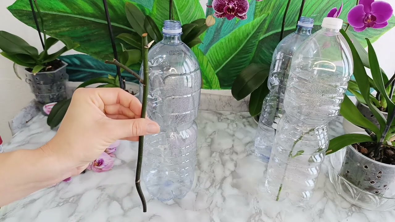 Come propagare la ORCHIDEA da i steli ✅(tutorial semplice per tutti)#keiki#orchids #viralvideo