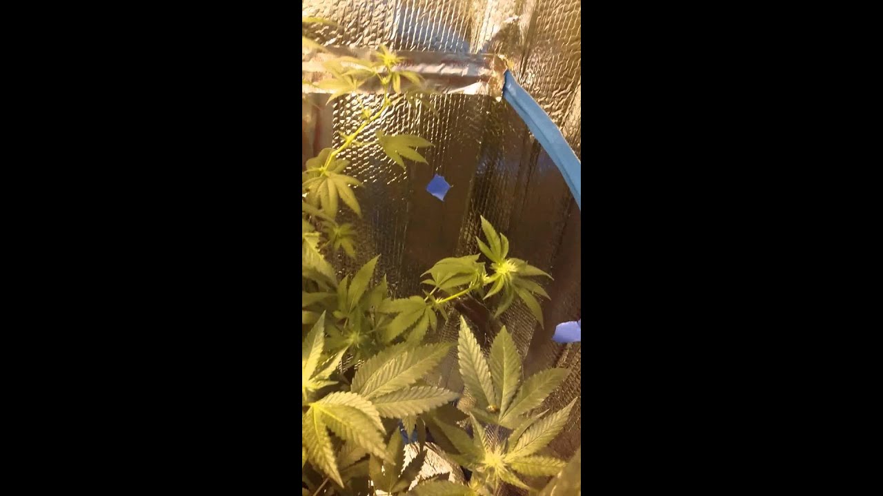 Third week of flowering