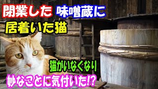 閉業して10年の味噌屋の味噌蔵に猫が居着いてしまった!? 猫がいなくなり気付いたことに衝撃【猫の不思議な話】【朗読】