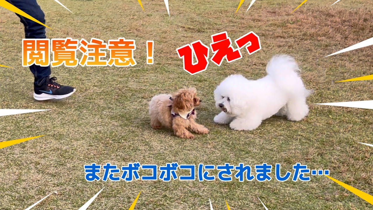【閲覧注意】愛犬がドッグランでボコボコにやられて更に心が折れました泣　後編【トイプードル】