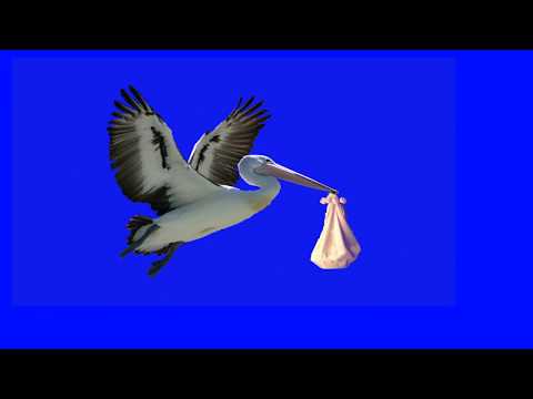 Stork with Baby | Bird with Baby Green Screen cigüeña | Christian Stock Footage