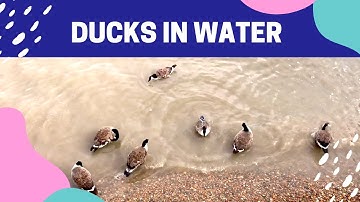 Ducks in Water I Ducks Quacking and Splashing on the River I #Ducks #Shorts #Animals #Video