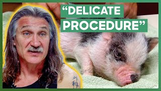 Dr. Jeff Performs His First Ever Surgery On A Mini Pig Dr. Jeff Rocky Mountain Vet