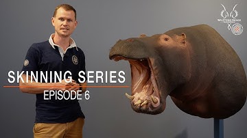 Unique Animal Characteristics | Skinning Series | Splitting Image Taxidermy