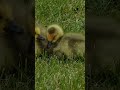Baby Duck ....🦆🦢🦆🐤🐥🐤🐥🐤🐥