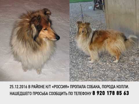 собака колли. фото