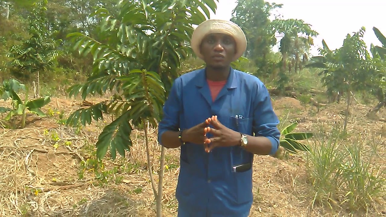 Ce qu'il faut savoir avant de se lancer en agrumiculture