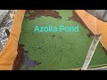 How to prepare azolla pond?/azolla cultivation