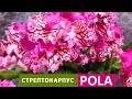 Стрептокарпус Pola 7023 (P.Kleszczynski)