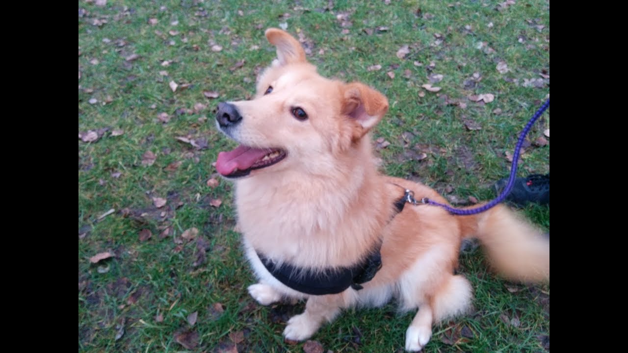 Kasseler Tierheim Schaferhund Und Susser Mischling Suchen Neues