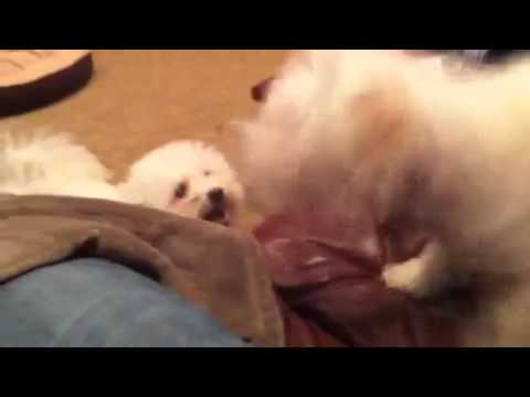 Bichon Frise and Maltese Playing: Max and Simon - YouTube