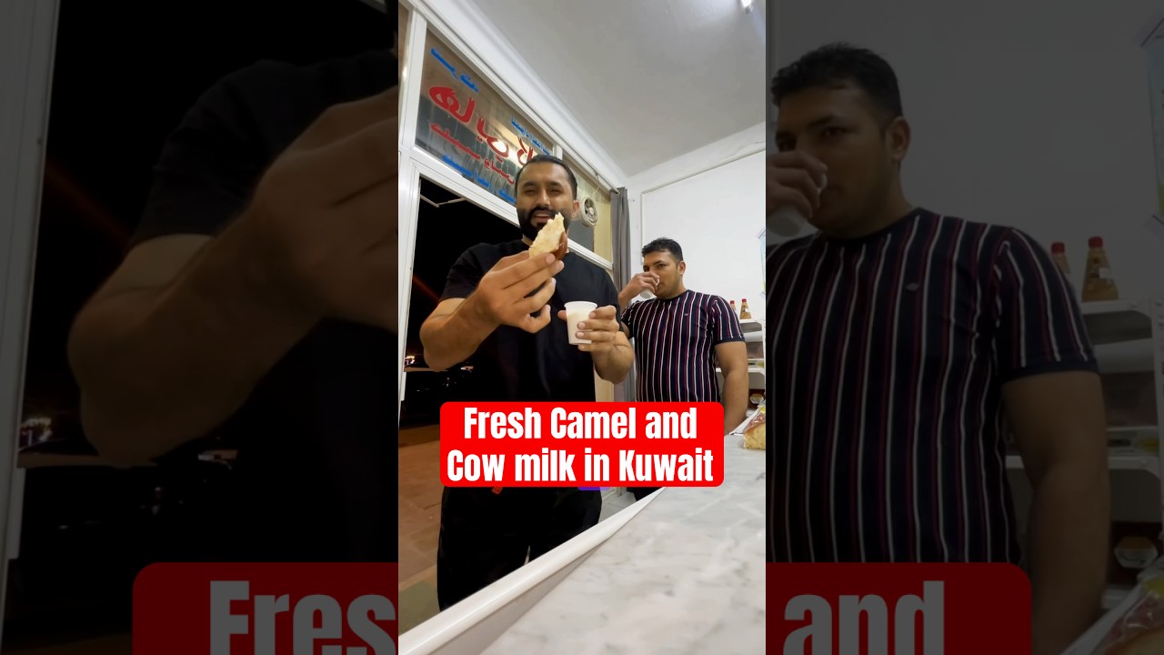 Fresh Camel and cow milk | Diary products straight from the farm📍Happy cow, Abu halifa, Block 1