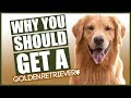GOLDEN RETRIEVER! 5 Reasons Why YOU SHOULD Get A Golden Retriever!