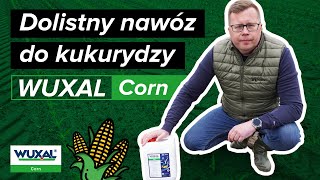 Nawóz dolistny do kukurydzy WUXAL Corn ☆ Nufarm ? Poletka odmianowe MIFARM