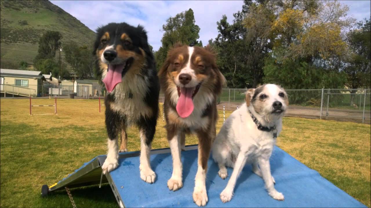 Training Morning at the Canine Sports Center YouTube