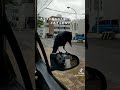 【ヤバイ】カラスに復讐されました