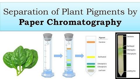🧪Separation Of Plant Pigment By Paper Chromatography 🌿.