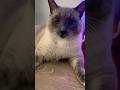 Prince 👑 #cat #viralshort #fyp #fypシ゚ #trending #trend #viralvideo