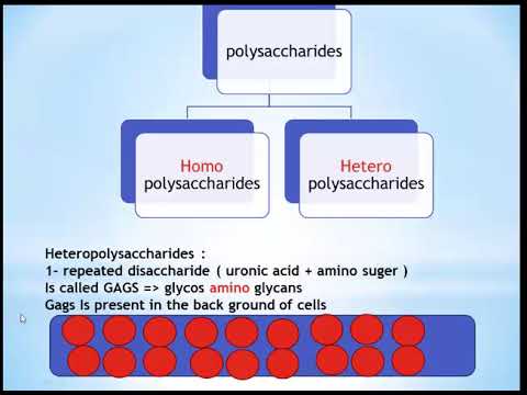 biochemistry -1st year -  heteropolysaccharides