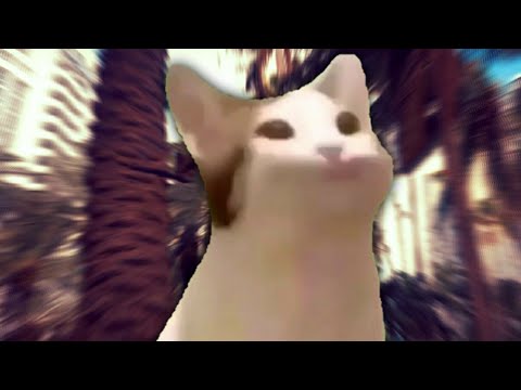 Cat goes skrrrraa