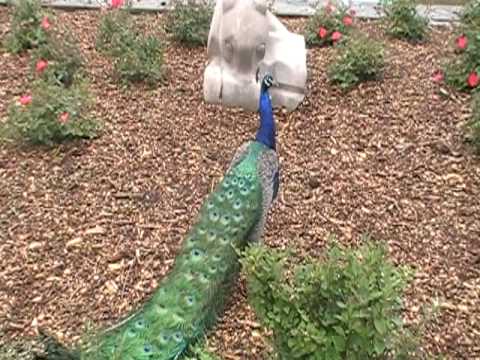 Hello Mister Peacock