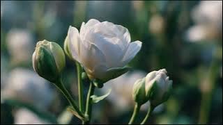 Love Wedding Nasheed - Muhammad Al Muqit (Speed Up & Bass Boost Version)