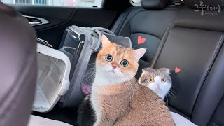 My cat's cute reaction to a car ride
