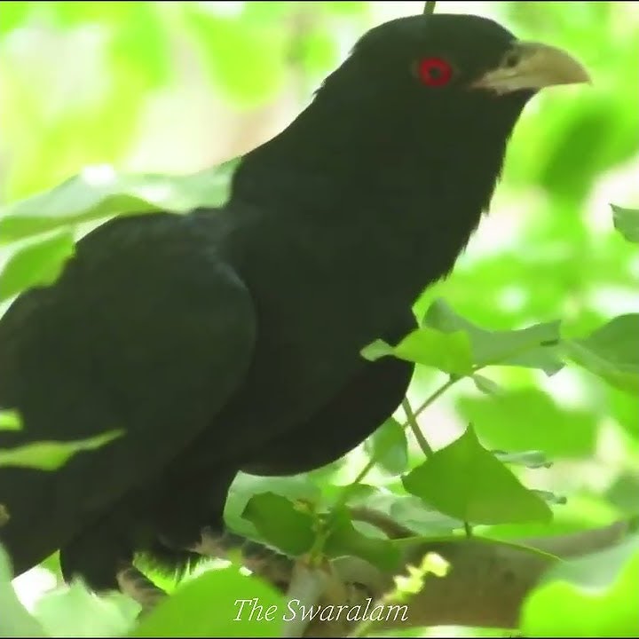 Pesona Burung Tuwu Koel dengan Suaranya yang Merdu Sekali