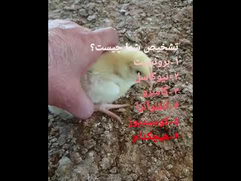 بیماری های مرغ آنفلوآنزا برونشیت گامبرو کوکسیدیوز نیوکاسل