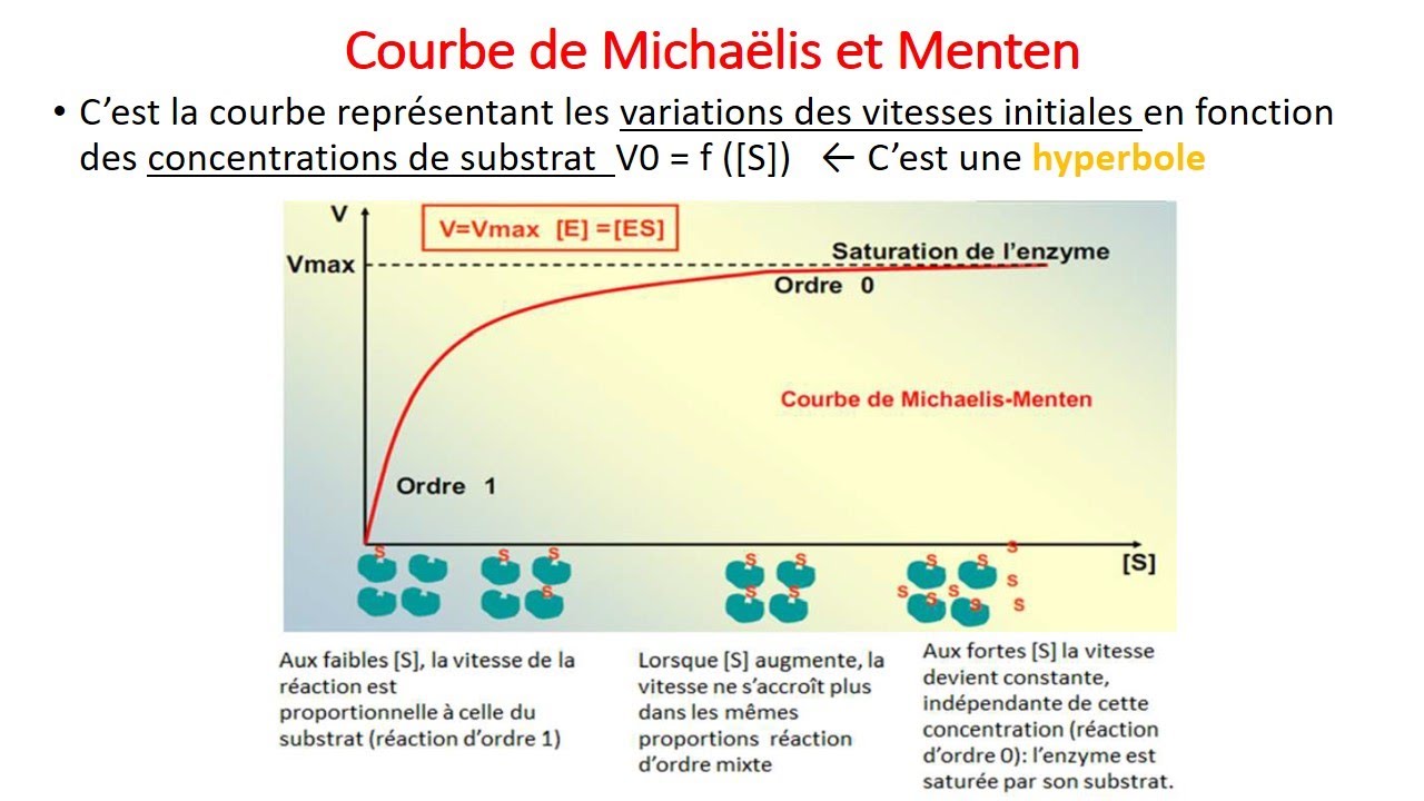 CINETIQUE ENZYMATIQUE — Transcript