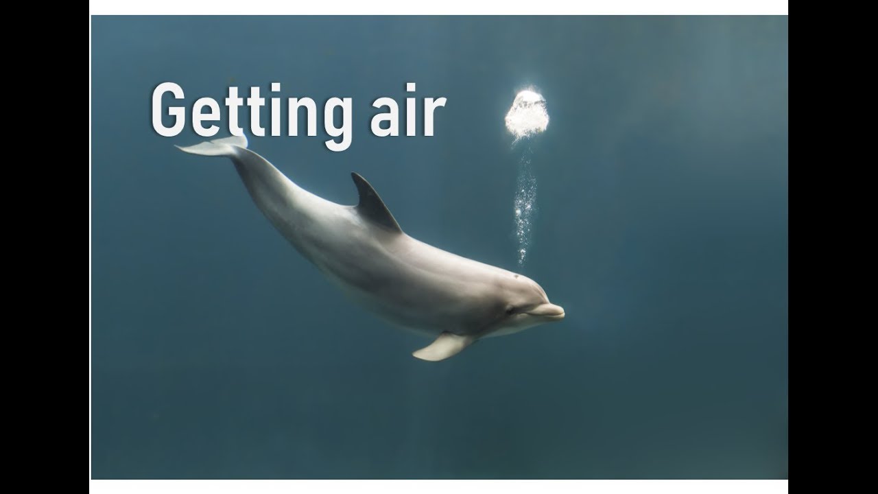 How Do Dolphins Breath 