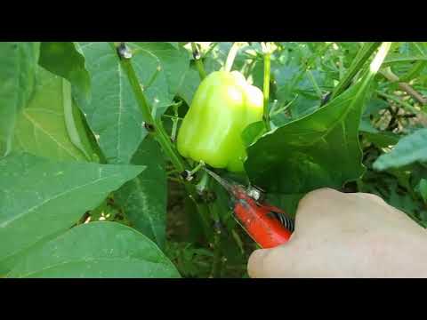 Βίντεο: Μάθετε να αναγνωρίζετε τα φυτά πιπεριάς: Πώς διαφέρουν τα φυτά πιπεριάς μεταξύ τους