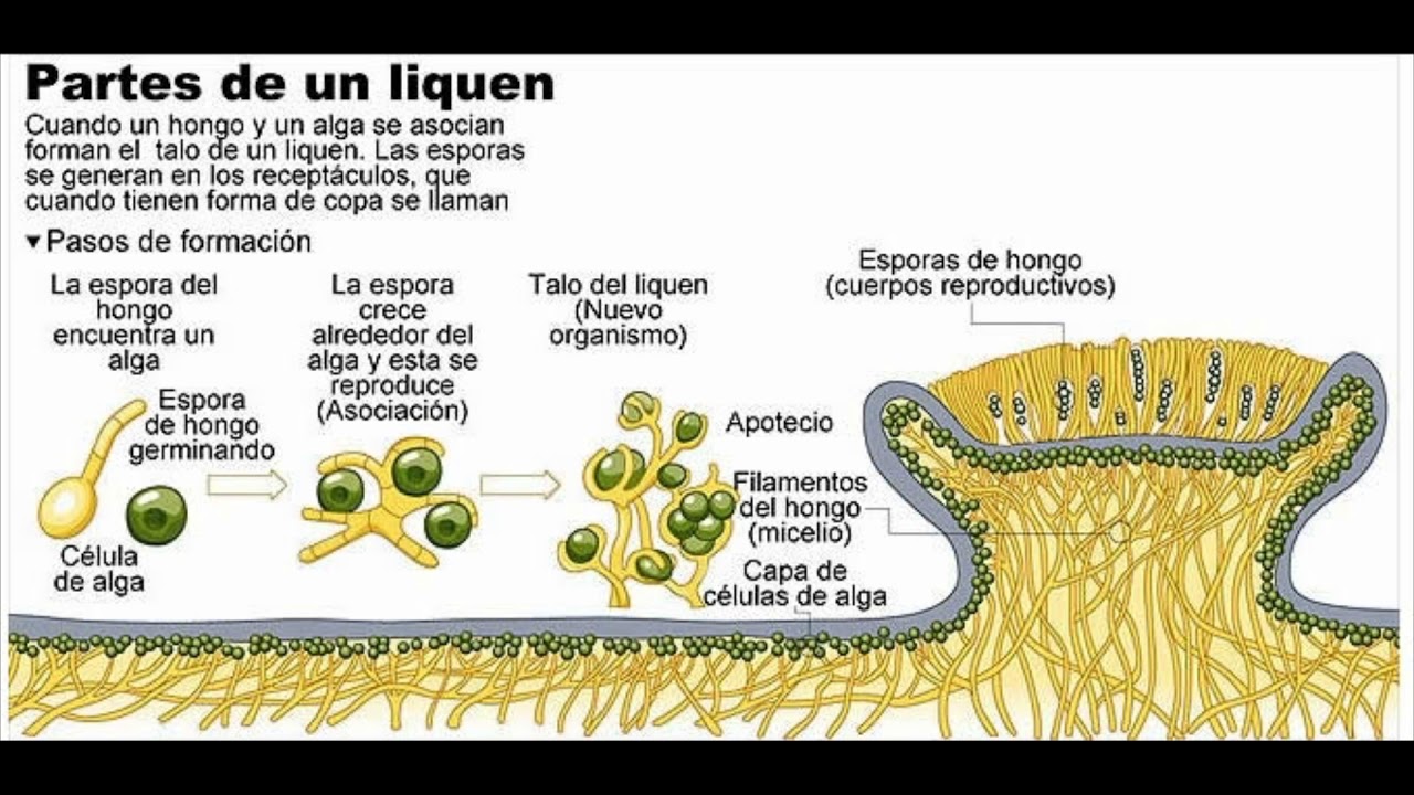 Endotoxinas bacterianas ejemplos